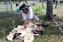 Ovenálie Zlobice: 23. ročník ovčáckých slavností nabídne stříž ovcí, farmářský trh i program pro děti Ovenálie Zlobice: 23. ročník ovčáckých slavností nabídne stříž ovcí, farmářský trh i program pro děti